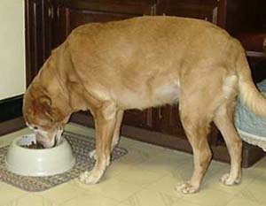 собака мало ест собака ест неохотно собака не ест