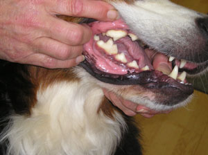 Стоматология собак