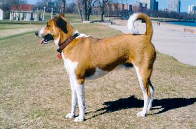 Арубская деревенская собака