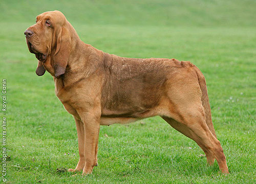 Бладхаунд - собака святого Губерта
