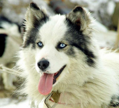 якутская лайка фото собаки