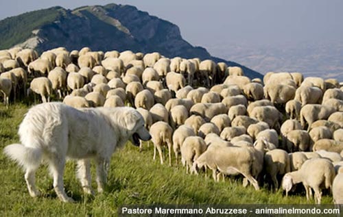 Мареммано-абруццкая овчарка