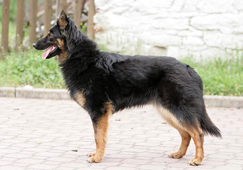 чешская пастушья собака